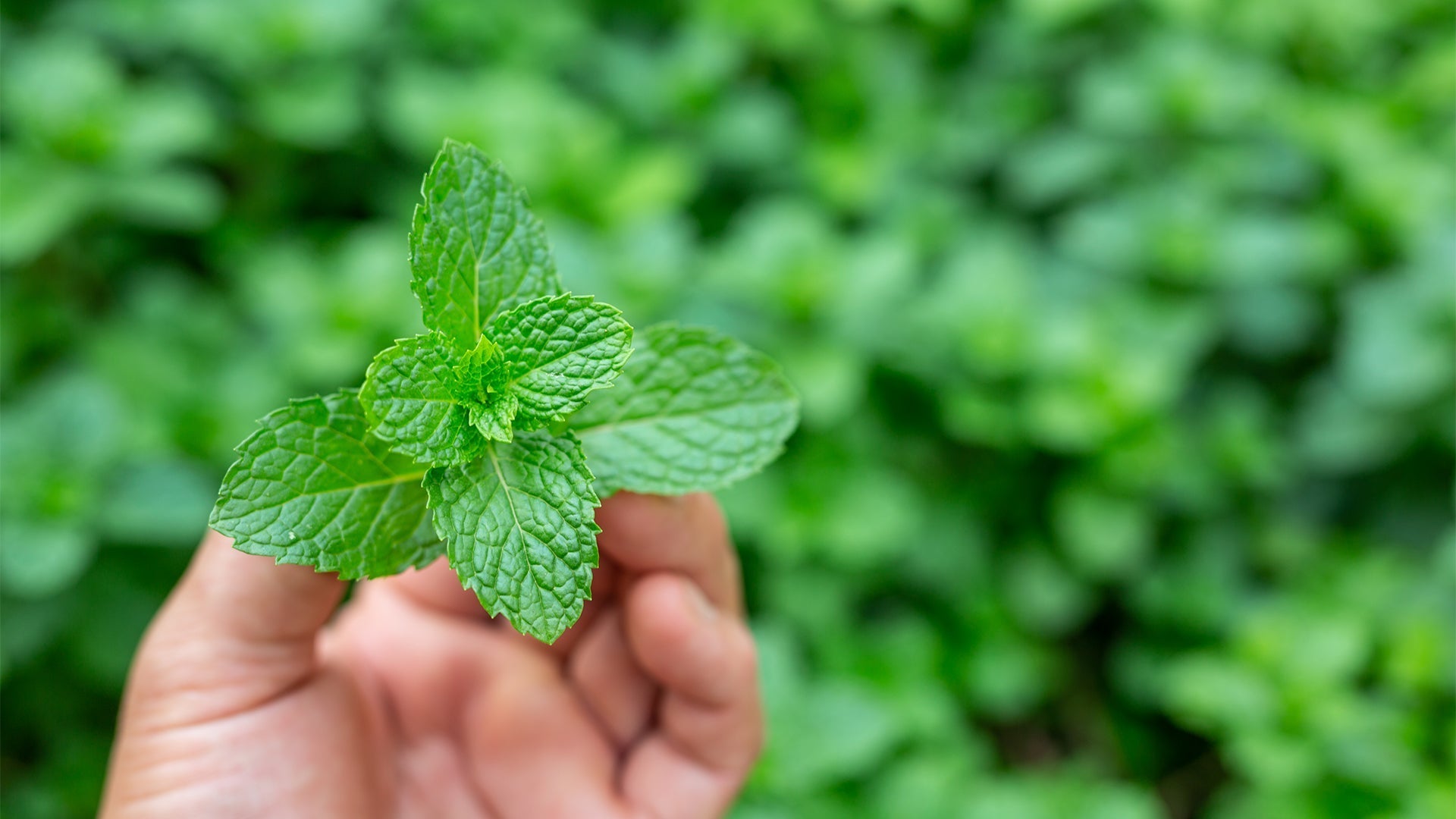 The Power of Peppermint: How Neuro Gum and Mints' Flavor Enhances Cognitive Function